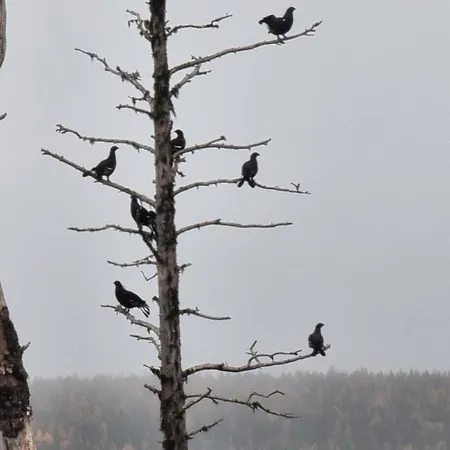 Kiekeroenmaa * Kuusamo