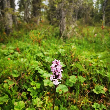 Villa Kiekeroenmaa *