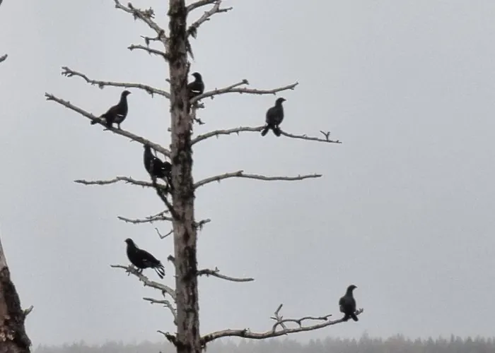 Kiekeroenmaa * 库萨莫