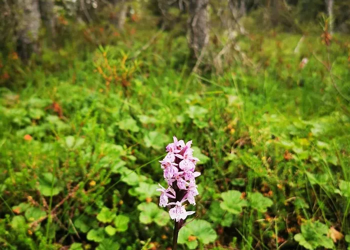 别墅 Kiekeroenmaa *